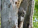 Eastern Screech Owl