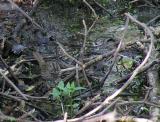 Lincoln sparrow