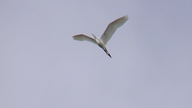 great egret flight