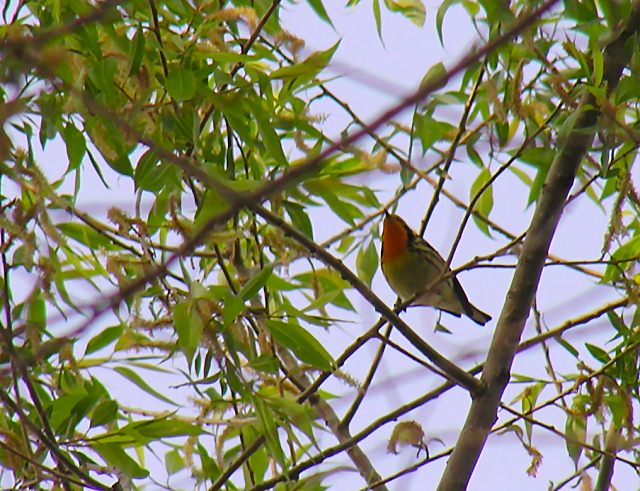 Blackburnian Warbler