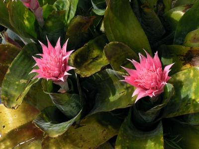 Bromelia 2.jpg