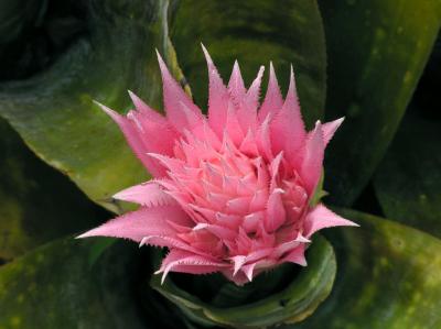 Bromelia 3.jpg