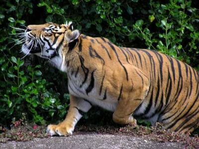 Tiger 1.jpg