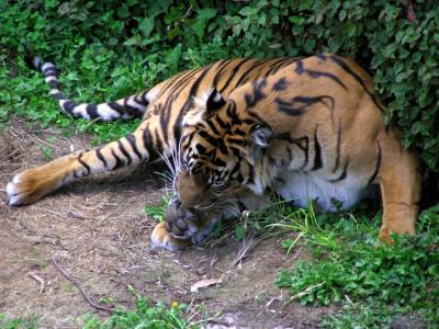 Tiger 4.jpg