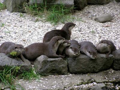 Otters.jpg