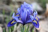 Iris x hollandica 