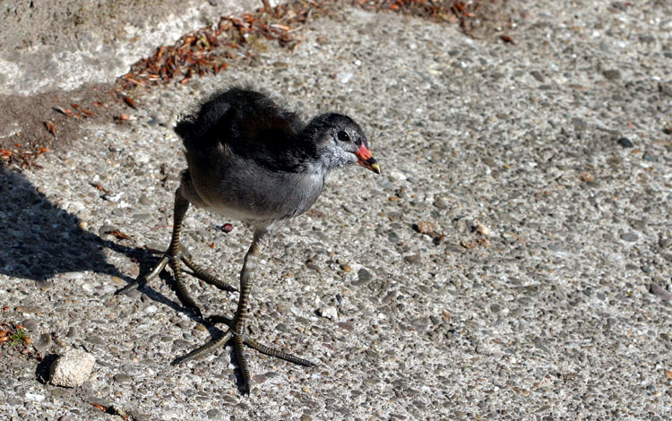 Gallinula Chloropus <br>Common moorhen <br>Waterhoen (kuiken) 