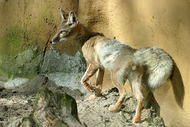 Vulpes corsac<br>Corsac Fox <br>Steppevos