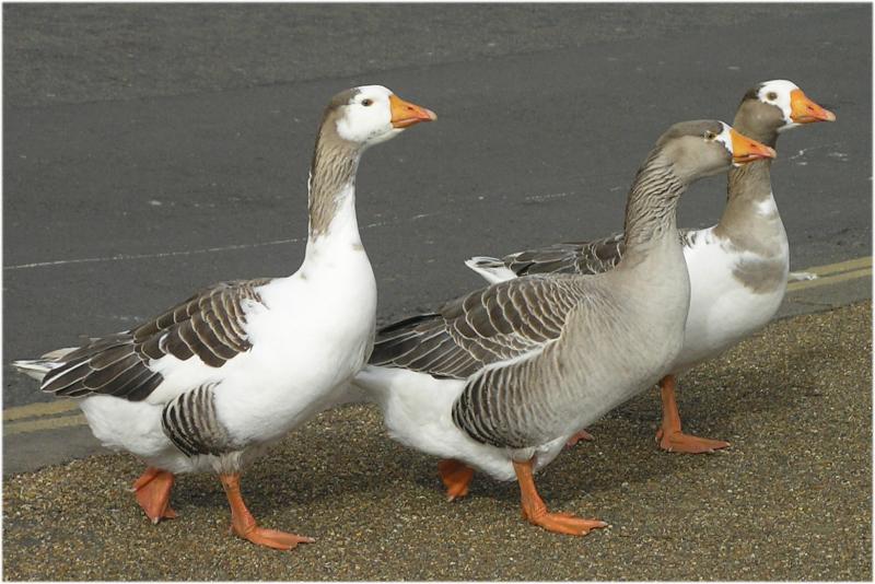 Greylag Geese out walking