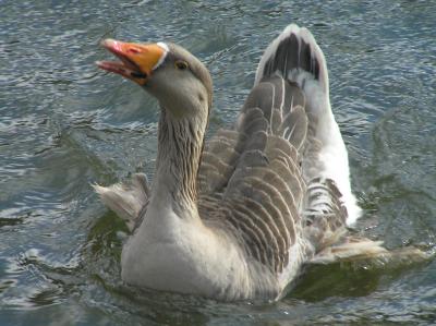 Angry Greylag Goose