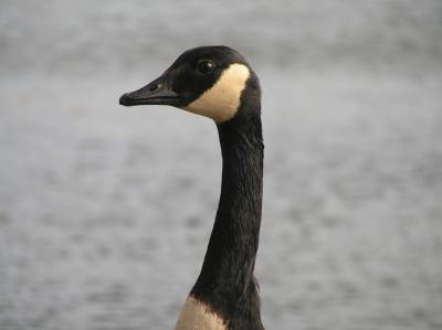 Canada Goose (close-up)