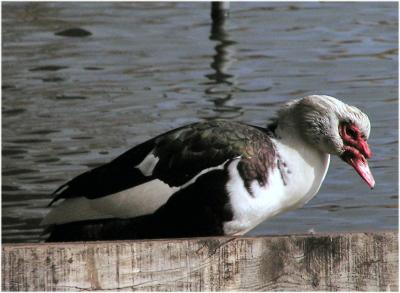 Muscovy Duck