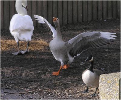 Greylag Goose making waves