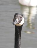 Canada Goose (close-up)