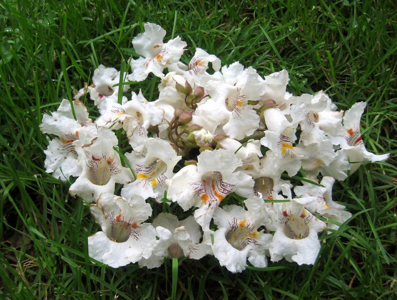 Fallen Catalpa Blossoms