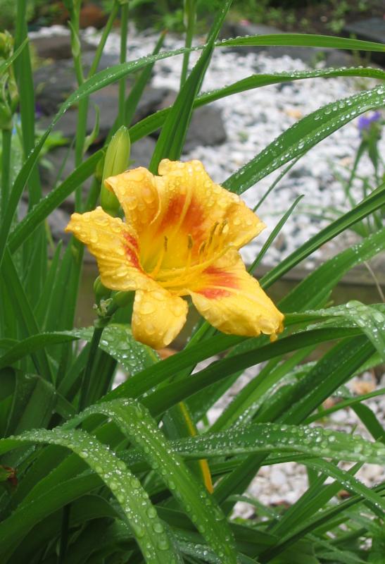 First Day Lily