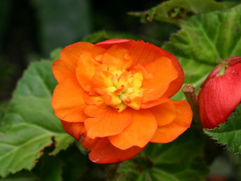  Begonia LPCG