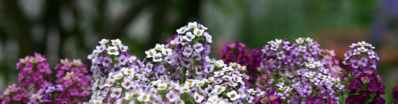 Alyssum