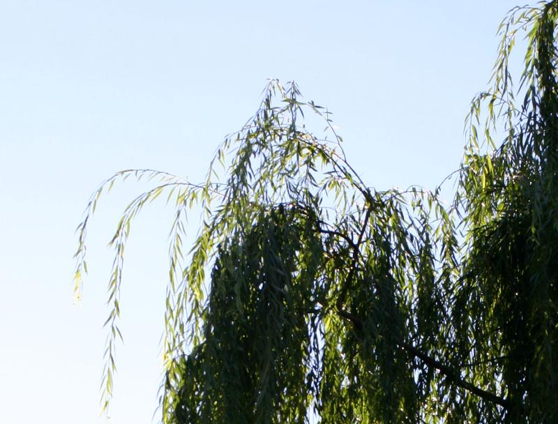 Willow Foliage