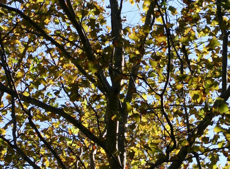 Sycamore Foliage