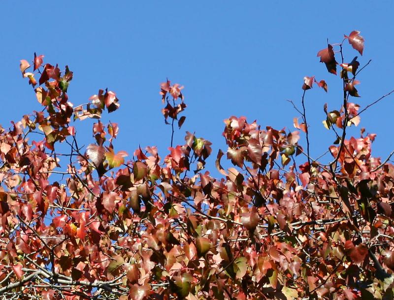 Hawthorne Foliage