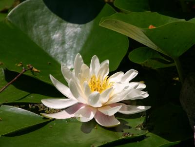 Lotus Blossom JMG
