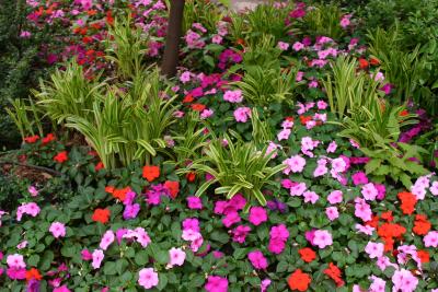 Impatiens on 9th Street