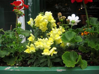 Snap Dragons in Box at Tre Giovanni on LaGuardia Place