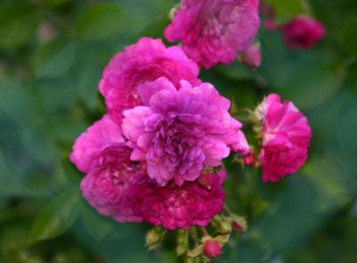 Raspberry Tea Roses