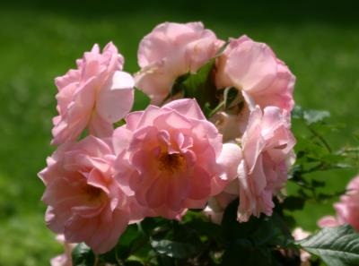 Pink Rose Bouquet 505