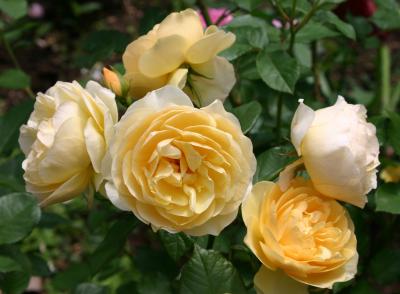 Yellow Rose Bouquet 505