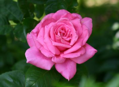 Pink Rose 505