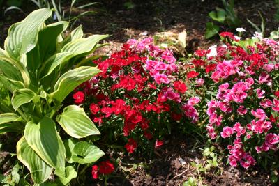 Hosta & Carnations 505