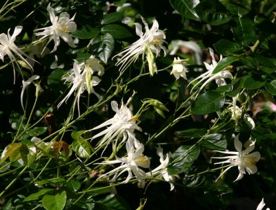 White Columbine WSP