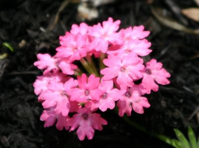 Pink Verbena Bouquet JMG