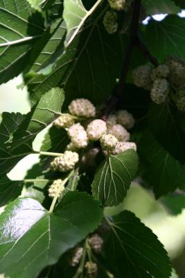 Mulberry Tree Fruit WSVG