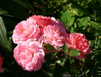 Pink Rose Bouquet