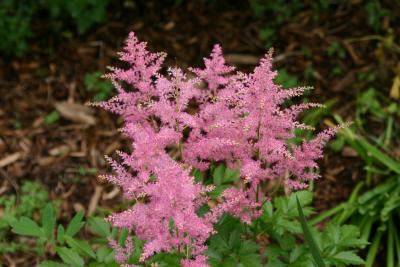 Pink Astilbe or Feather Flowers 505