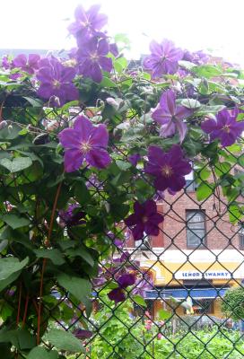 Clematis Vine LPCG