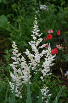 Astilbe or White Feathers 505