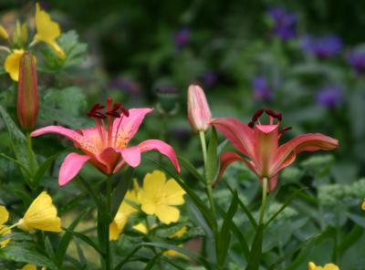 Red Lilies & Yellow Primroses