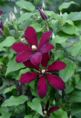 Vibrant Maroon Clematis