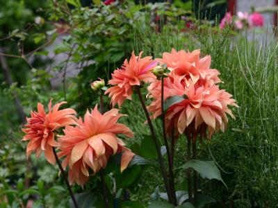 Giant Apricot Dahlias