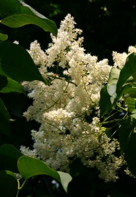 White Lilac Tree Blossoms WSP