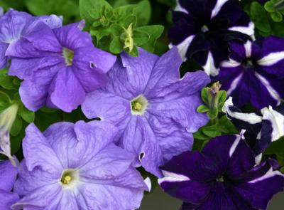 Petunias WSM