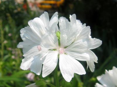 Malva moschaea alba LPCG