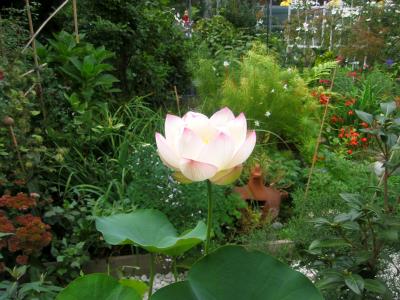 Lotus in Garden Setting LPCG