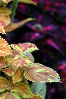 Coleus LPCG