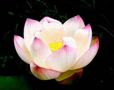 Lotus Blossom