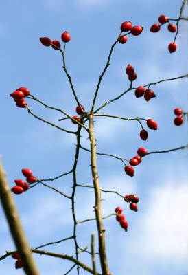 Rose Hips in the Sky LPCG